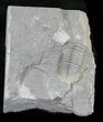 Large Eldredgeops Trilobite (Head Tucked) - New York #32451-2